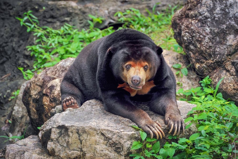Asian black bear sitting on a rock