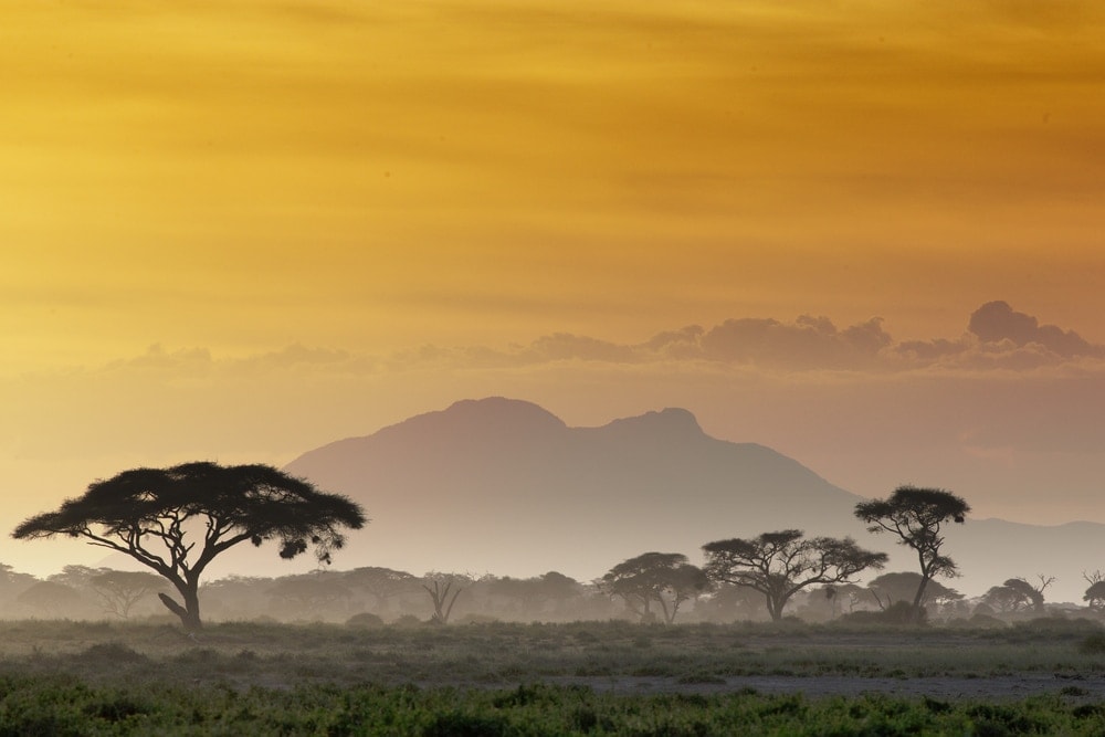 Image of the African savannah habitat 