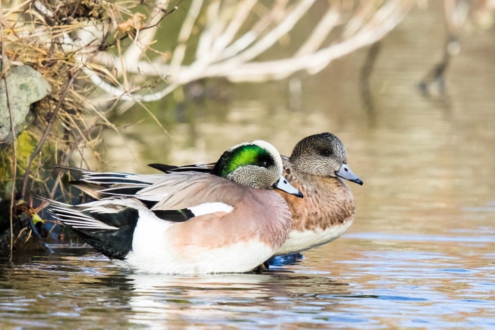 A pair of American Wigeon Duck