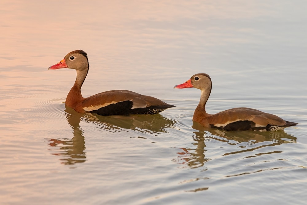 Image of two black-bellied whistling ducks