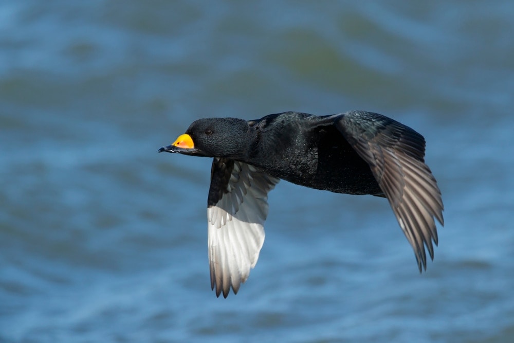 Image of a black scoter duck in flight