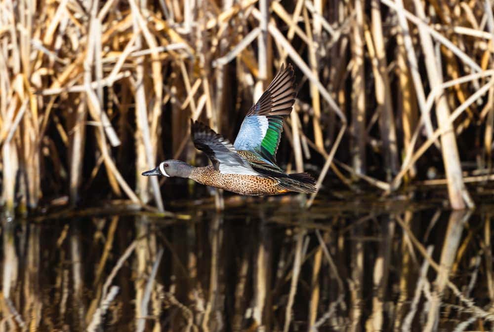 Image of a flying blue-winged teal duck