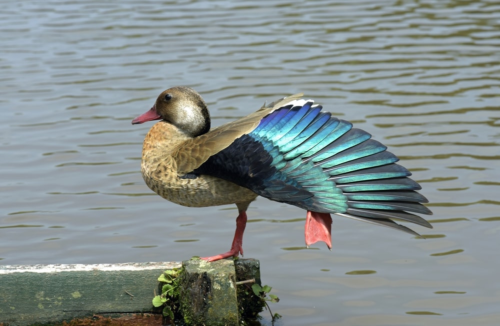 Image of a Brazilian duck specie