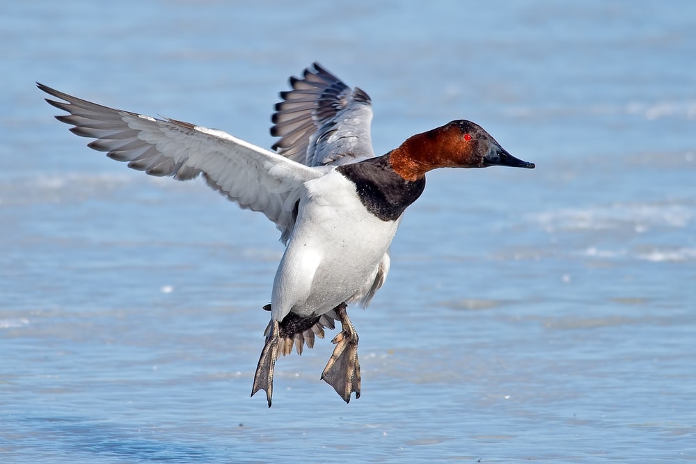 Image of a canvasback duck in flight