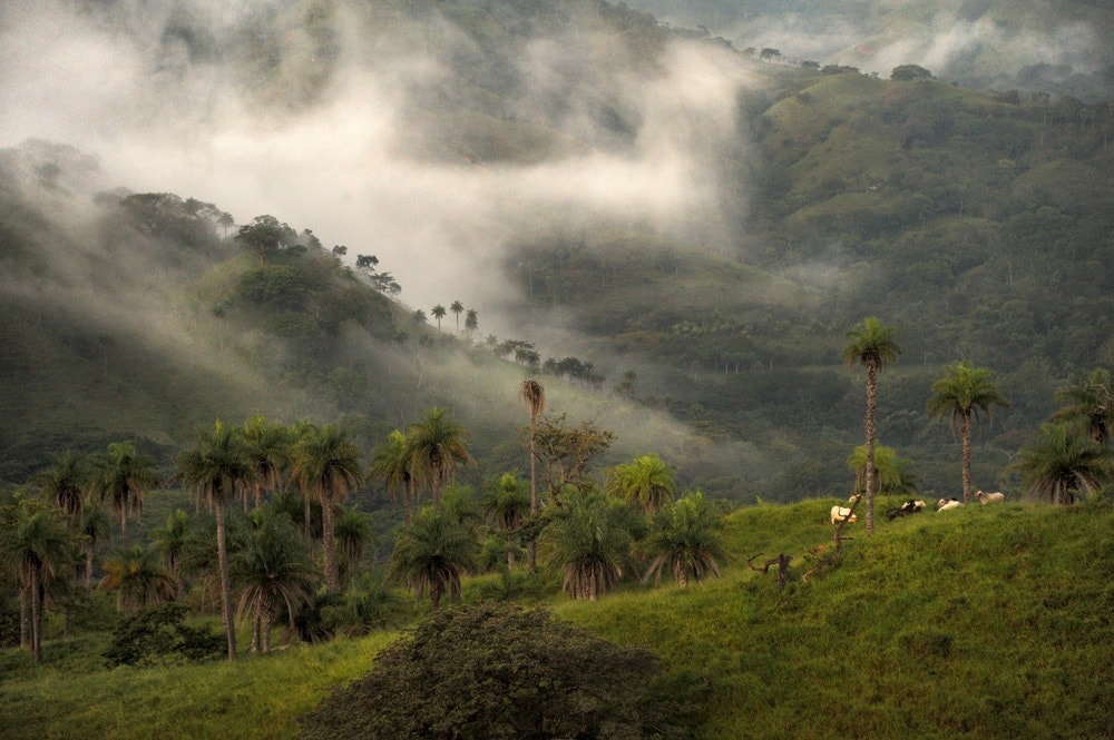 Image of a cloud forest in Monteverde Costa Rica
