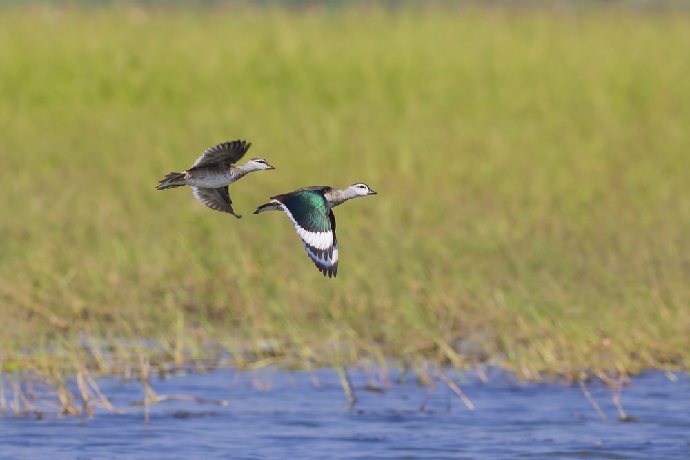 Image of a cotton pygmy duck or also known as cotton teal duck iflying