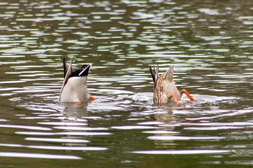 Image of 2dabbing ducks' rump above the water