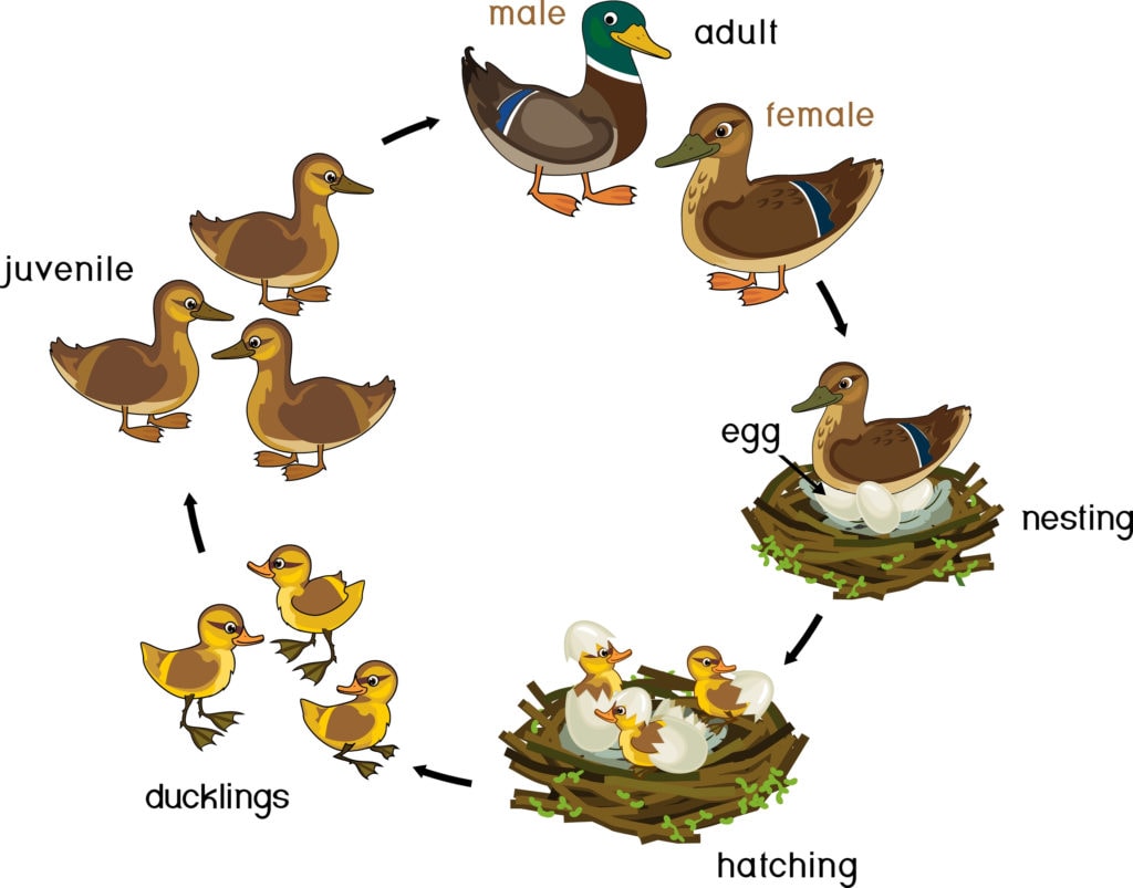 image of a duck life cycle