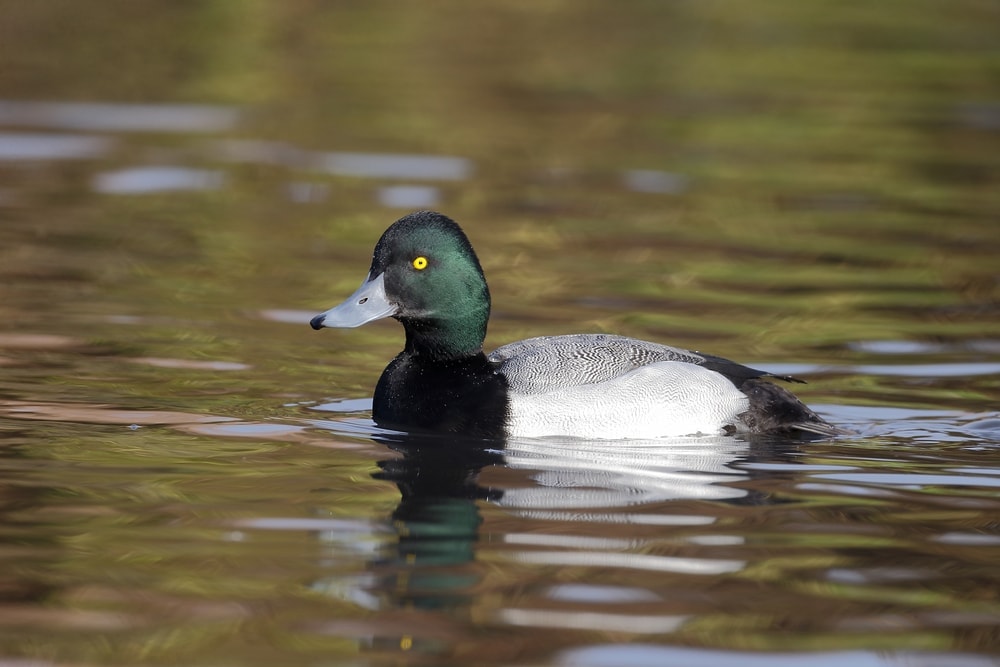 Image of a greater scaup duck