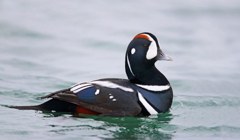 Image of a harlequin duck swimming