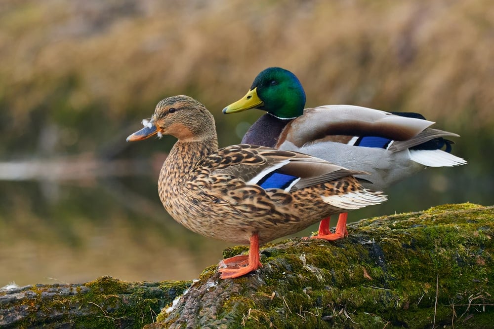 Image of a pair of mallard duck