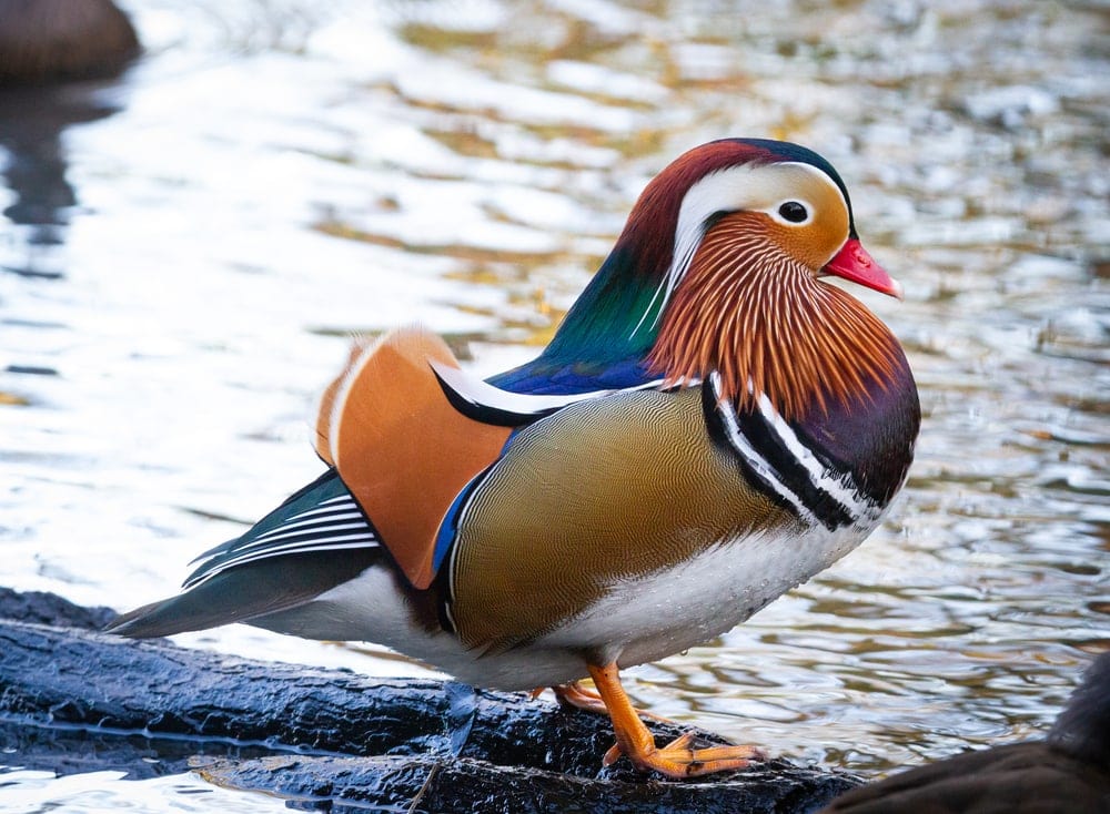 Image of a Mandarin duck or also known as Yuan-yang