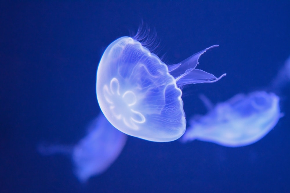 Image of moon jellyfish, , Aurelia aurita