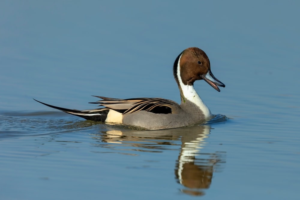 Image of a northern pintail duck