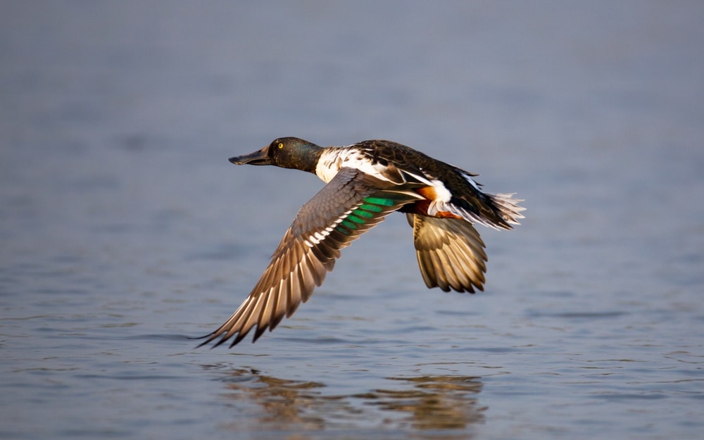 Image of a Northern Shoveler duck flying