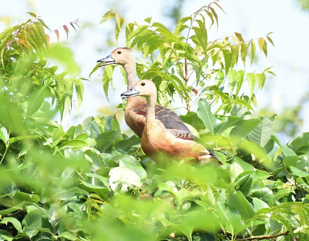 Image of a pair of perching duck