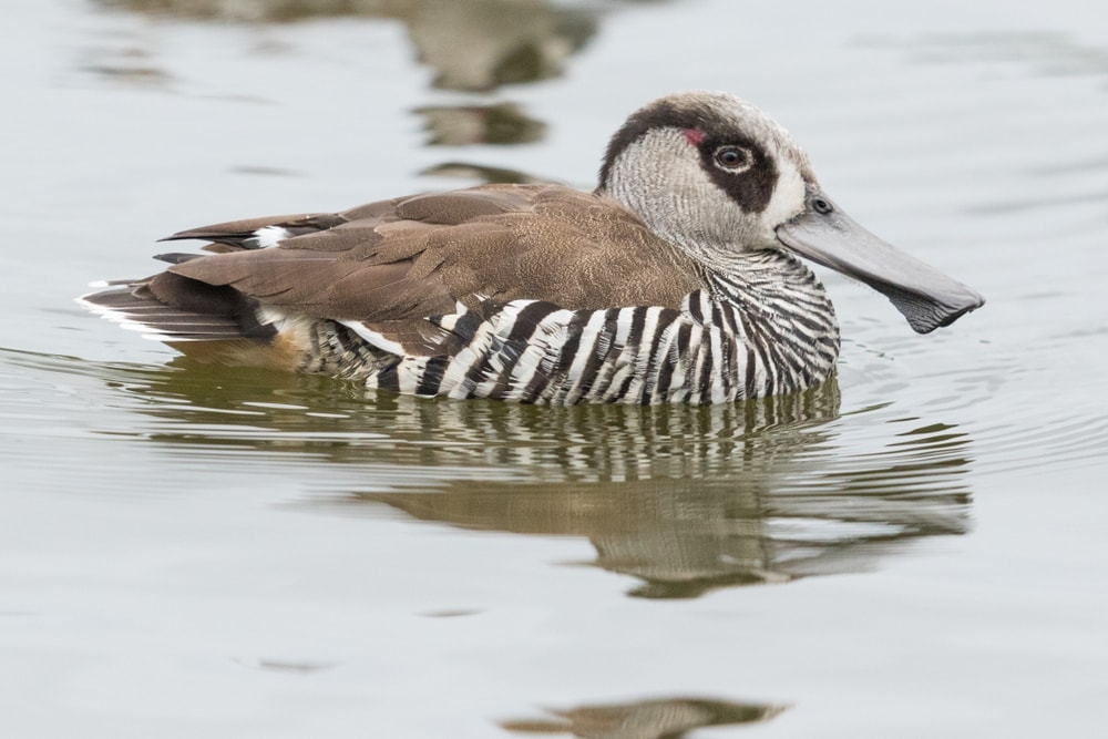 Image of a Pink-eared duck specie