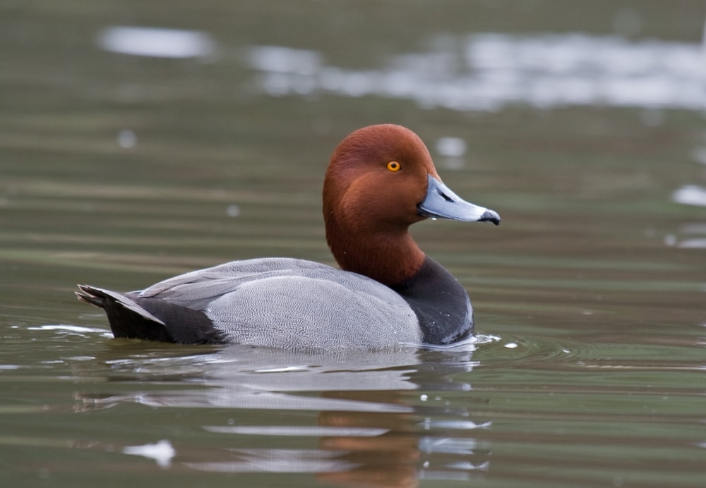 Image of a redhead duck swimming in a pond