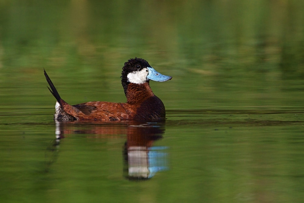 Image of a ruddy duck in the water