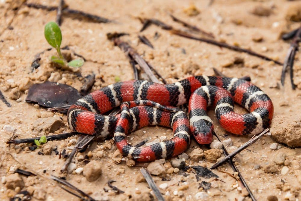 Image of a Scarlet king snake on a dry land