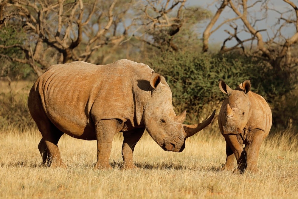 Image of two rhinoceros in their habitat