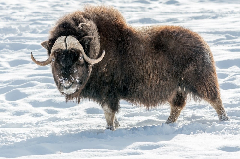 Image of a muskox in snow
