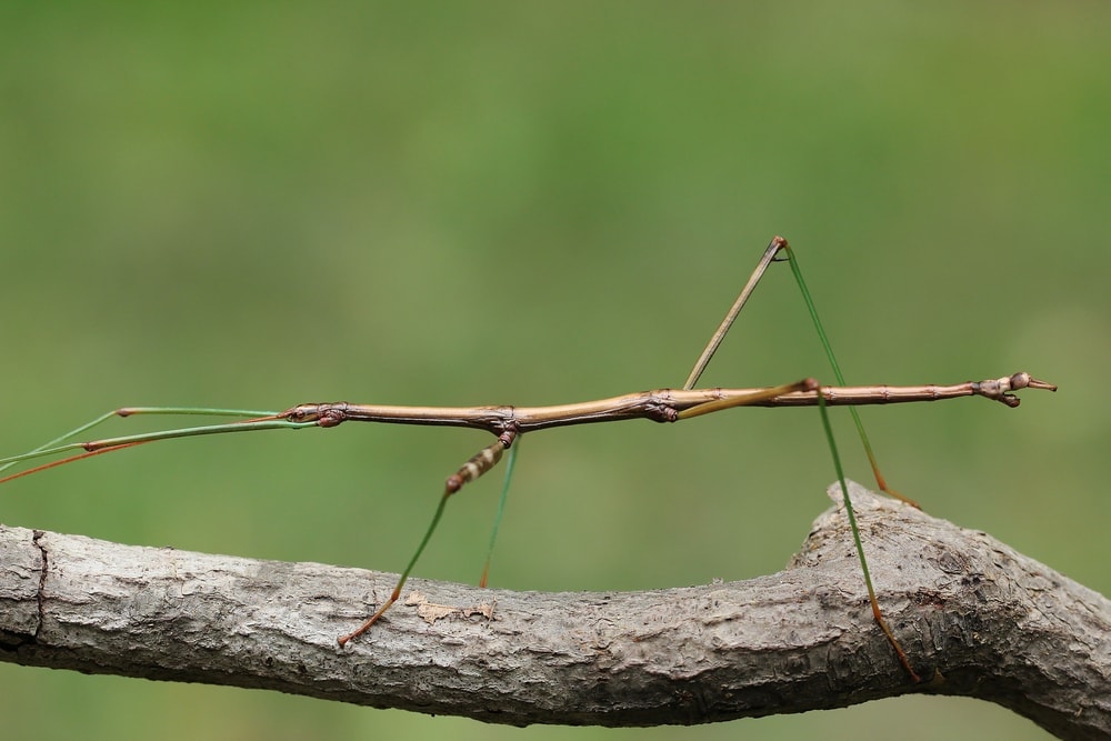 Close up image of a walking stick insect