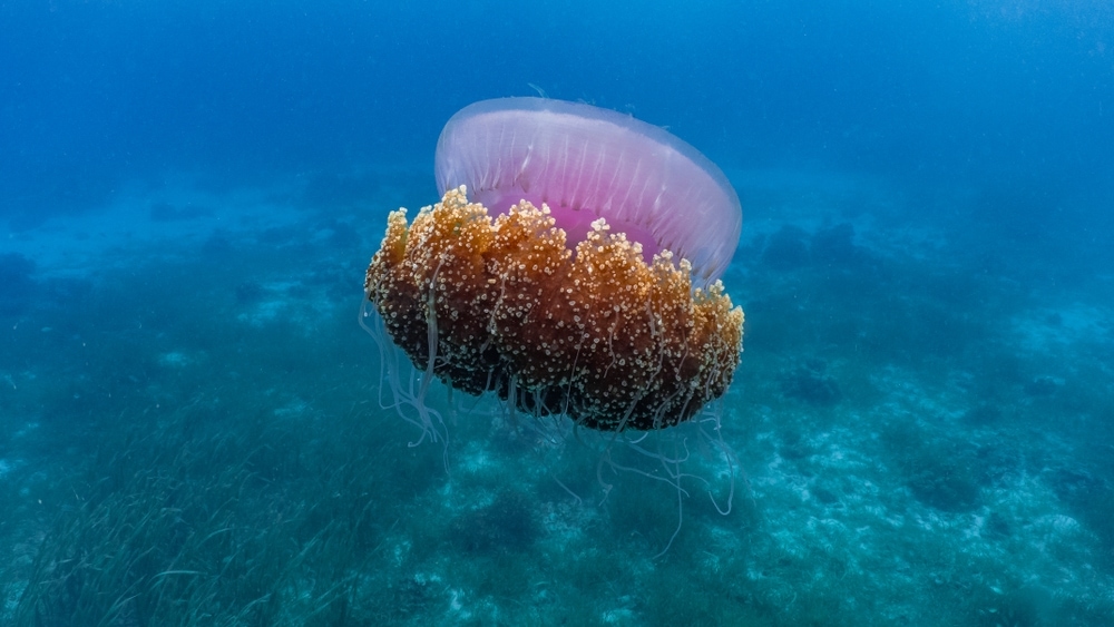Image of a  Cauliflower jellyfish, Cephea cephea