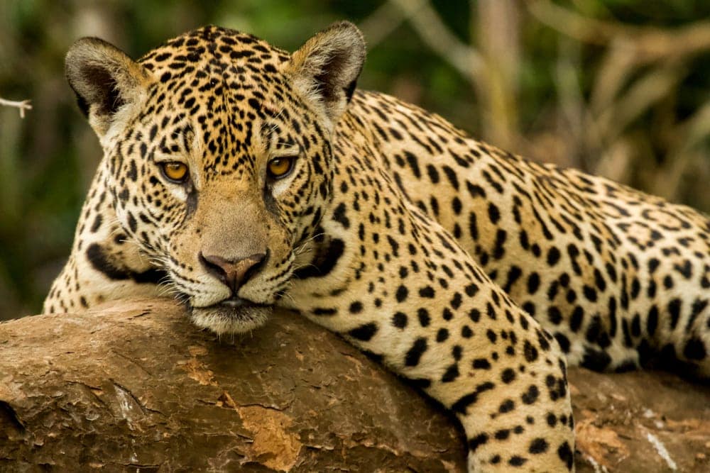 Image of a jaguar resting on a tree log