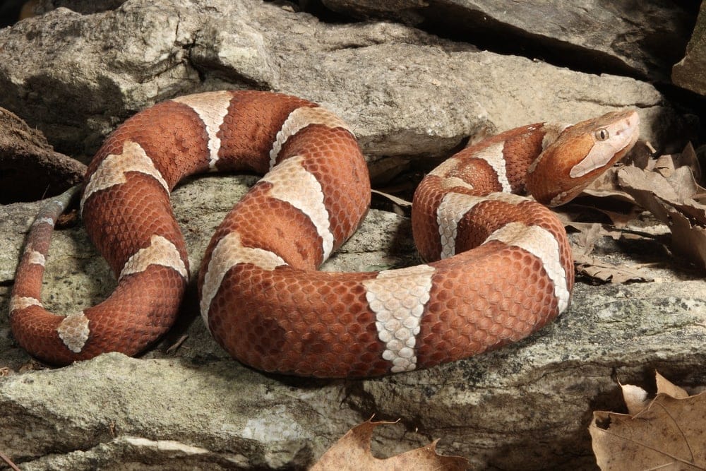 Image of a copperhead snake on rock