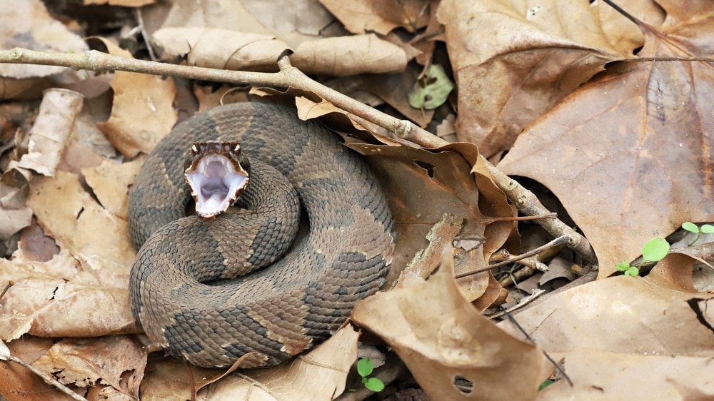 Image of a cottonmouth or Texas Water Moccasin with mouth iopened