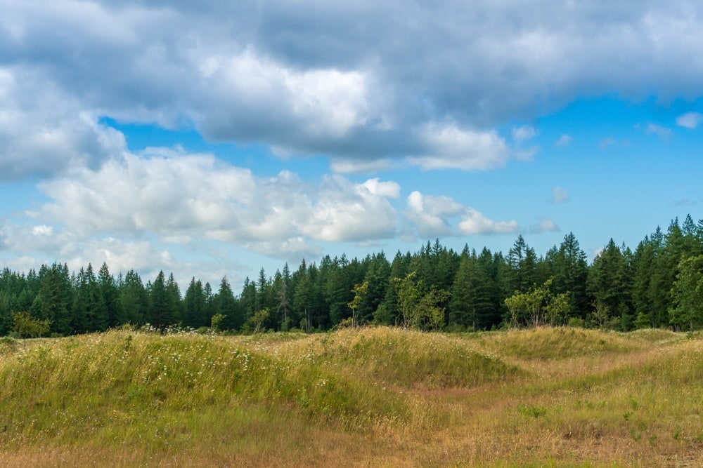 Image of mima mounds