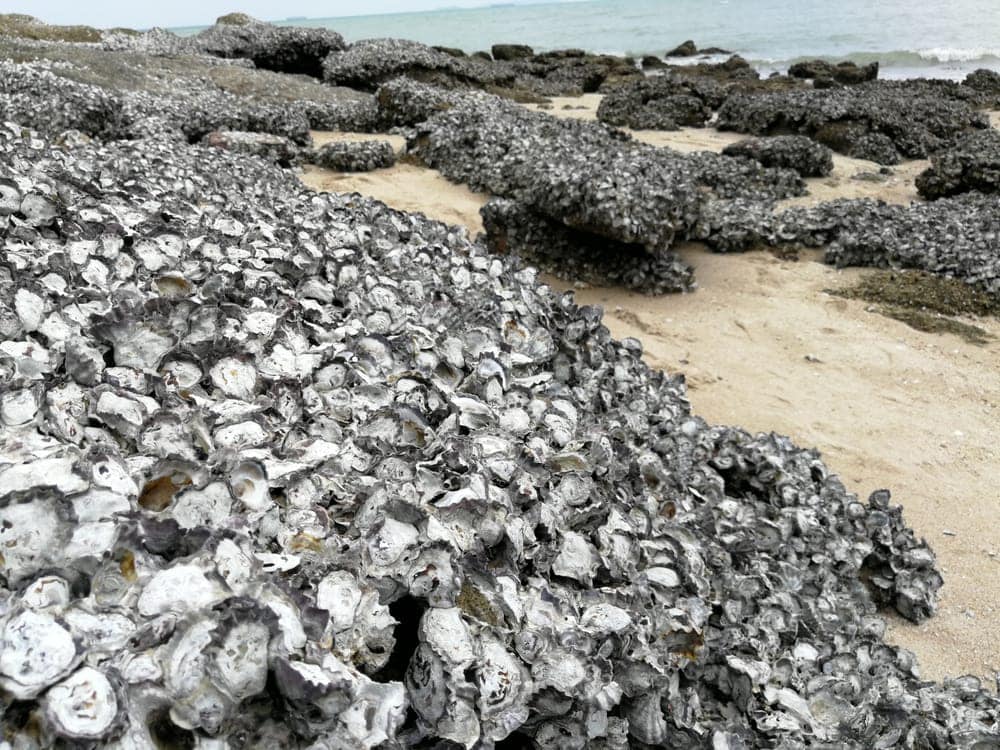 Image of an oyster reef habitat