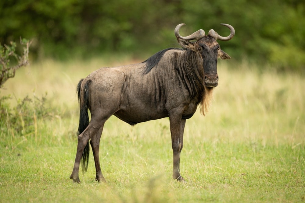 Image of a wildebeest