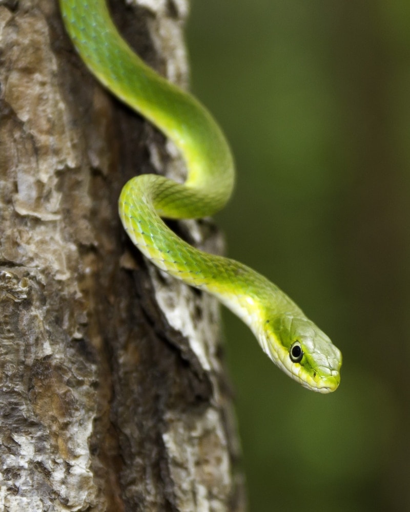 Close-up Image of a rough green snake in a tree