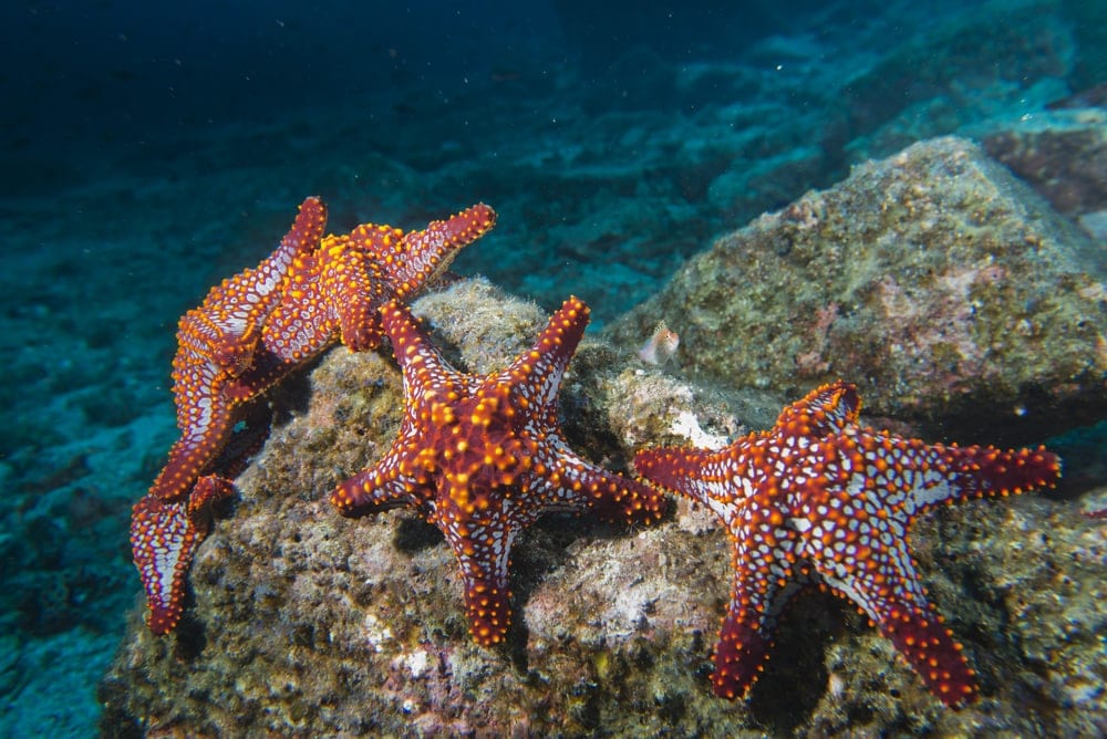Image of a sea star on a rock