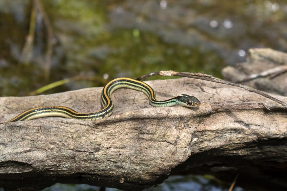 Image of garter snake on a tree log