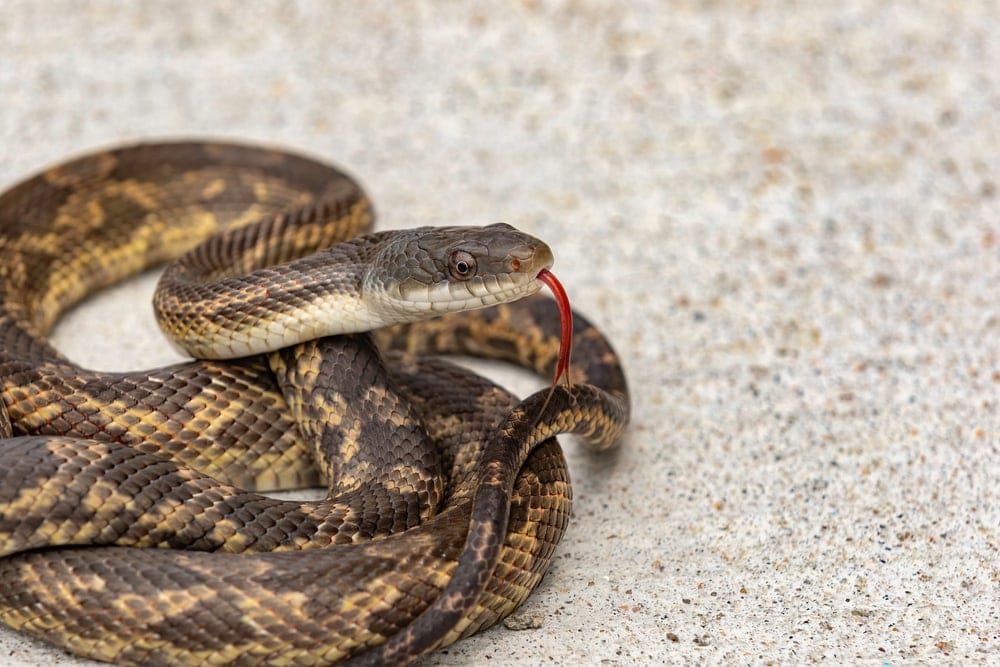 Image of a Texas rat snake