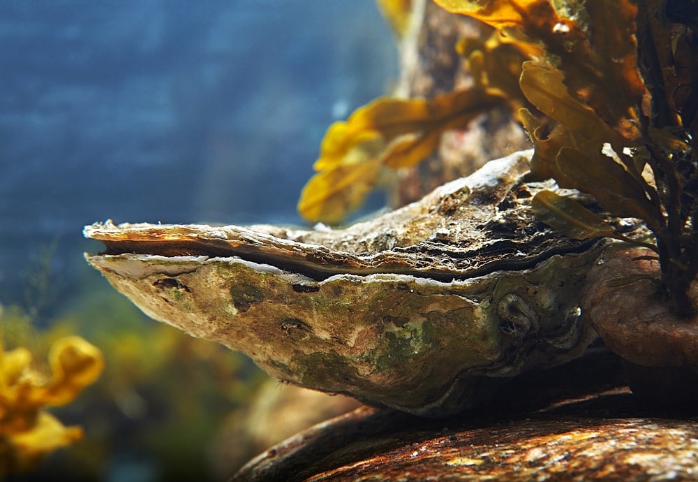 Close-up image of a Living oyster under the sea water