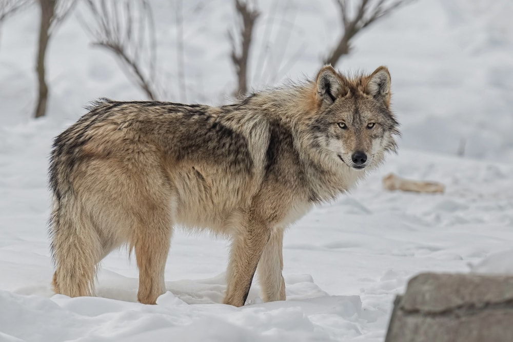 Image of a Mexican gray wolf 