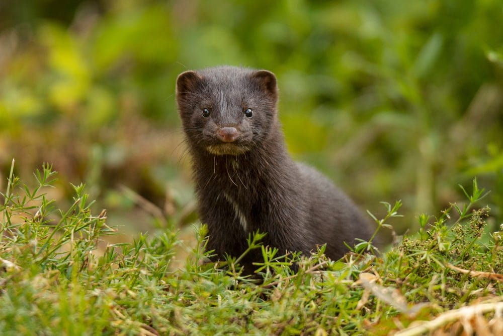 Image of a mink