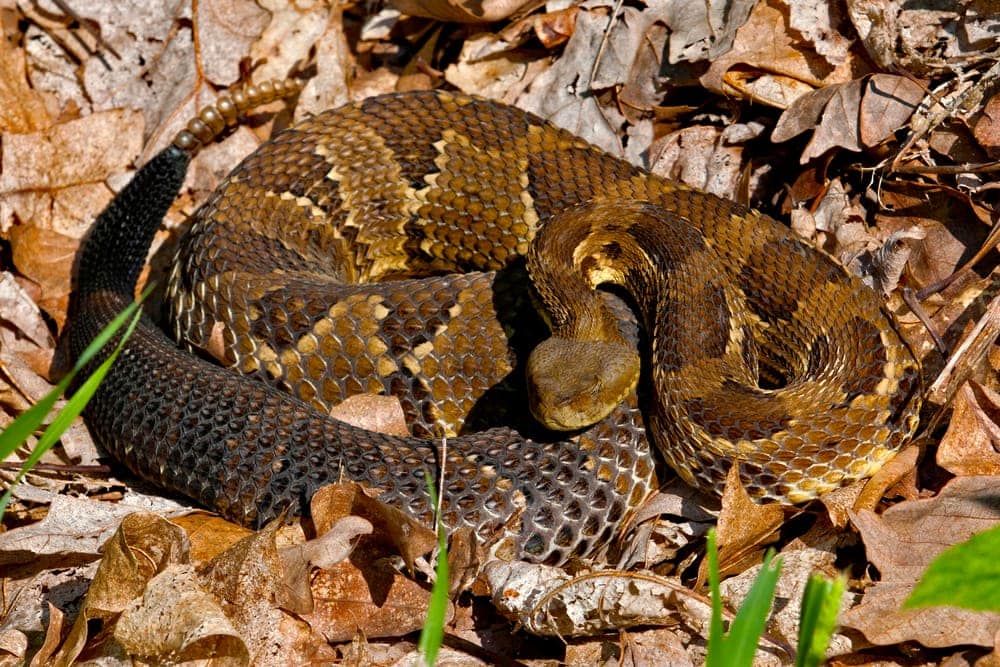 Image of a rattlesnake on dry leaves