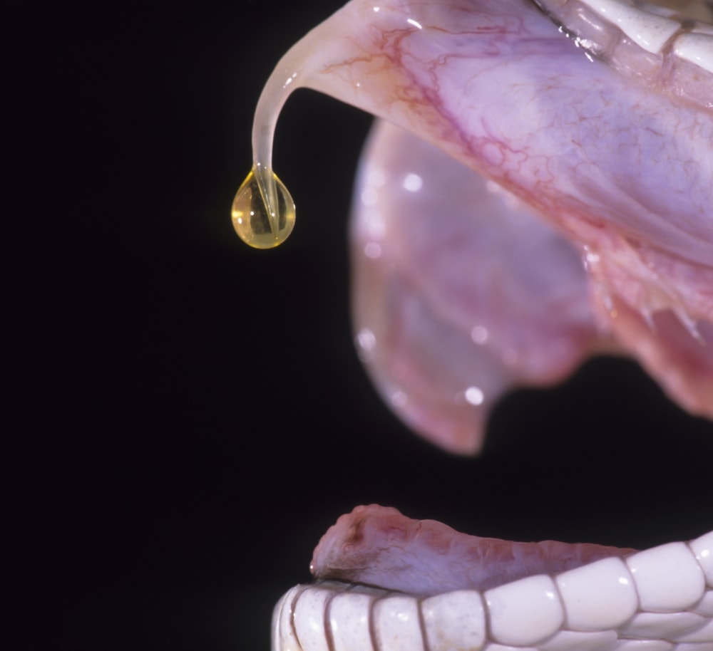 Image of a venom dripping from a snake fang