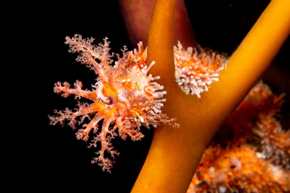 Image of a A feeding sea cucumber on a kelp stock