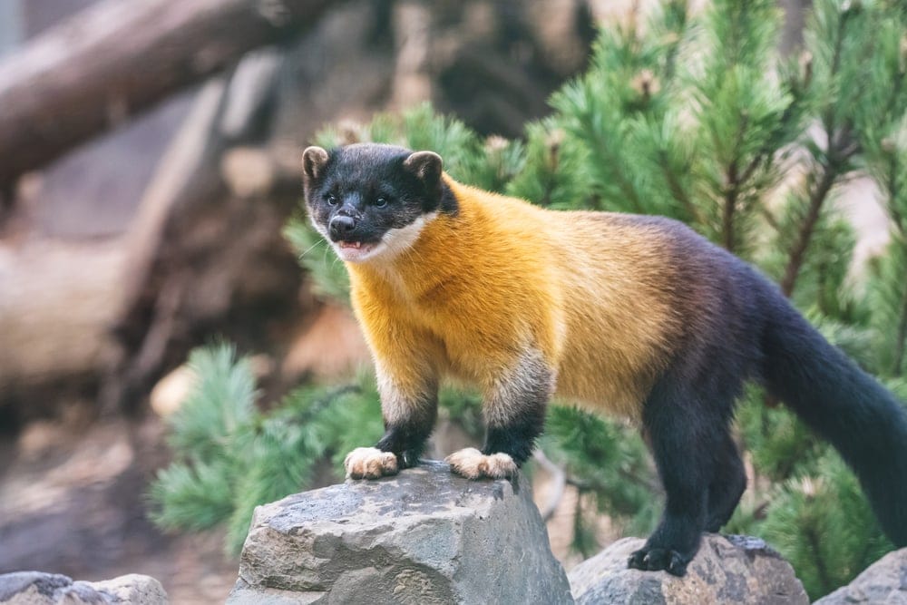 Yellow-throated Marten With Open Mouth.