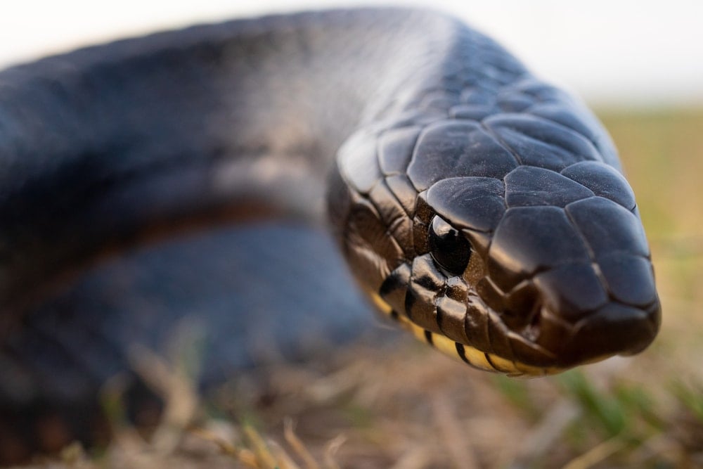 close up headshot of Texas indigo snake