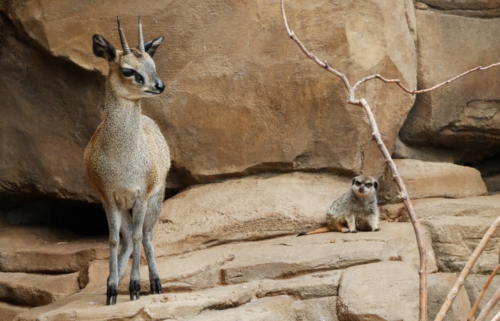 Image of a klipspringer and a meerkat
