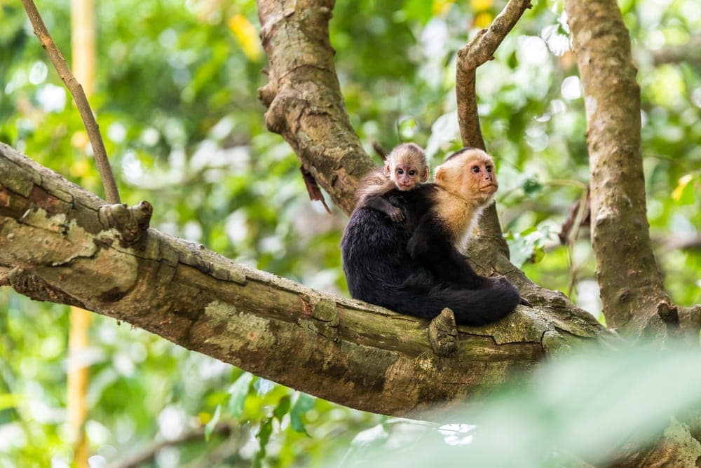 Image of adult and baby white-faced capuchin monkeys