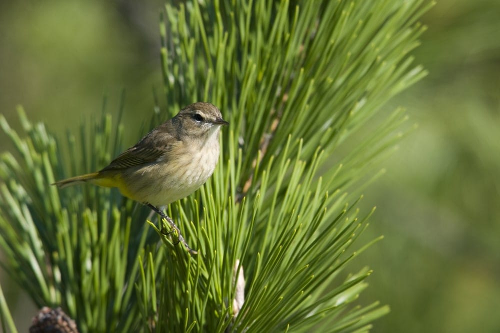 Image of a warbler sitting on a pine tree branch