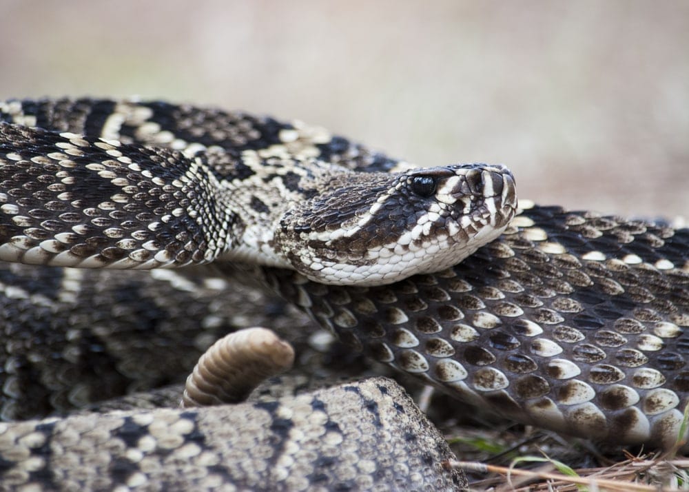 Close up image of an Eastern Diamondback Rattlesnake